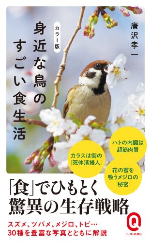 カラー版 身近な鳥のすごい食生活